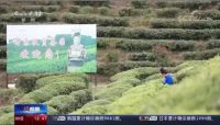 丹寨扶贫茶园扩大千亩  创新扶贫模式各界点赞