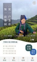 丹寨扶贫茶园扩大千亩  创新扶贫模式各界点赞
