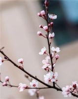 天邦新岳城:正在发生的美好,推开窗就能拥抱