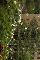 成群白鹭&ldquo;造访&rdquo;玫瑰湖公园