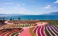 揭秘抚仙湖新晋网红打卡地 里面藏着无限的明媚春光
