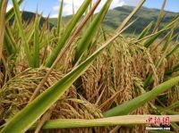 我国粮食够吃吗?到底要不要囤粮?两部门回应