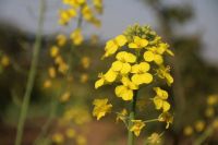 最高22℃!最美人间四月天来啦!