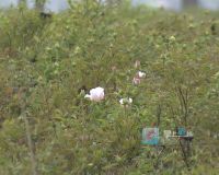 2030年我市力争实现中药种植年产值50亿元