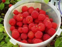 隐藏在防城港农村山里的宝贝,清明时节进入成熟期!