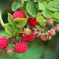 隐藏在防城港农村山里的宝贝,清明时节进入成熟期!