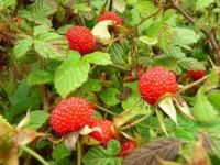 隐藏在防城港农村山里的宝贝,清明时节进入成熟期!