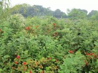 隐藏在防城港农村山里的宝贝,清明时节进入成熟期!