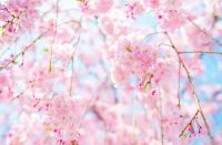 业主福利&middot;春日踏青|碧桂园&middot;滨江学府业主踏青季美好落幕!