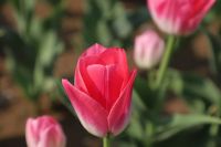 郁金香开春光俏,济宁高新区等你来踏青