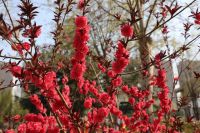 郁金香开春光俏,济宁高新区等你来踏青