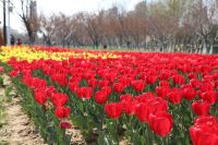 郁金香开春光俏,济宁高新区等你来踏青