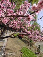 春已至,花已开|益宏&middot;宏天地春季摄影大赛即将启动