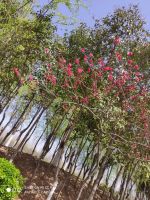 春已至,花已开|益宏&middot;宏天地春季摄影大赛即将启动