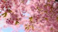 美景+好礼 全城邀赏 | 芳菲四月天 醉美樱花季