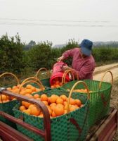 暖!思科智慧城携手京东爱心助农,解救&ldquo;困橘&rdquo;