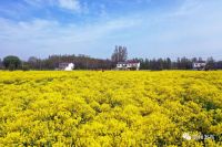 真不是油菜花,生在药都的你认识它吗?