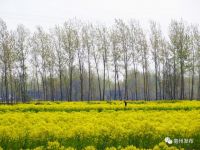 真不是油菜花,生在药都的你认识它吗?