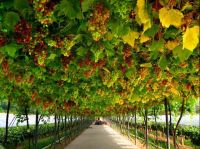 为美好而来|新空港孔雀城守护千万家的幸福生活。