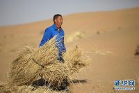 甘肃:八步沙的春天