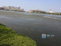 看!涡河上来了一辆&ldquo;收割机&rdquo;