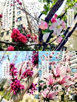 满庭芳华不负人间四月天 | 记录春江郦城交付第一个春天