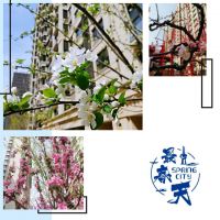 满庭芳华不负人间四月天 | 记录春江郦城交付第一个春天