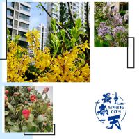 满庭芳华不负人间四月天 | 记录春江郦城交付第一个春天