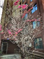 现房生活无需等待!春暖花开,来旭东遇鉴美好