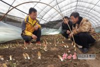 小小羊肚菌 撑起岷县十里镇十里村群众&ldquo;致富伞&rdquo;