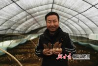 小小羊肚菌 撑起岷县十里镇十里村群众&ldquo;致富伞&rdquo;