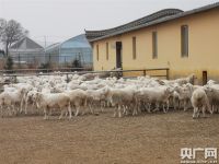 甘肃临夏:&ldquo;三区三州&rdquo;脱贫路上的&ldquo;牛羊经&rdquo;