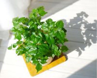 裕华会园给您送绿植啦......