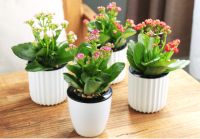 裕华会园给您送绿植啦......