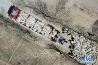 古浪肉羊成为脱贫致富&ldquo;领头羊&rdquo;