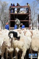 古浪肉羊成为脱贫致富&ldquo;领头羊&rdquo;