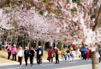 新城赏樱新地标,一秒惊艳你的朋友圈