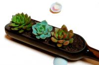 想拥有能&ldquo;悬浮&rdquo;在空中的花瓶绿植吗?来获嘉建业城DIY一个吧