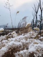 张家口飘起四月雪!