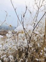 张家口飘起四月雪!