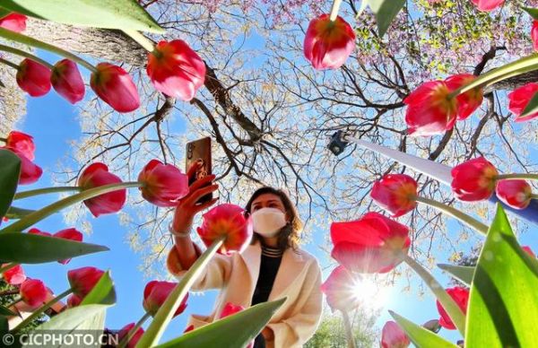 河北秦皇岛：郁金香花海醉游人-中国网地产