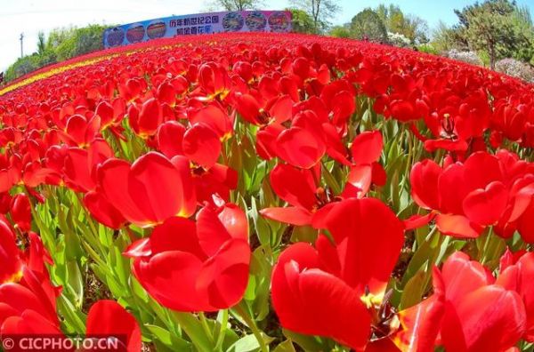 河北秦皇岛：郁金香花海醉游人-中国网地产