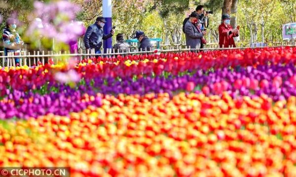 河北秦皇岛：郁金香花海醉游人-中国网地产