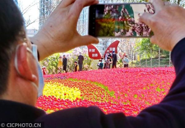 河北秦皇岛：郁金香花海醉游人-中国网地产