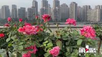 北滨路改造完工 开启都市慢生活