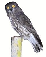 铜蓝鹟、鹰鸮纷纷亮相