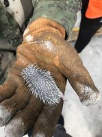 太原市:刺猬一家成功&ldquo;搬家&rdquo;