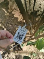 为地球充植，大自然家居第24片公益生态林落地雄安新区