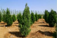 为地球充植，大自然家居第24片公益生态林落地雄安新区