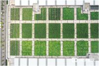 超出你想象！揭秘重庆最大屋顶菜园